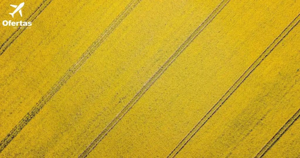 Paz e amor no ar: Como Cultivar Relacionamentos Felizes