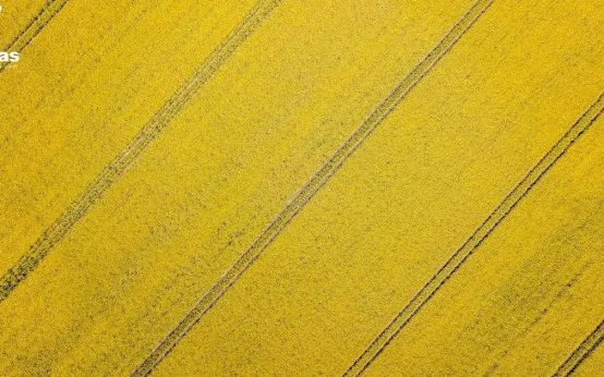 Paz e amor no ar: Como Cultivar Relacionamentos Felizes