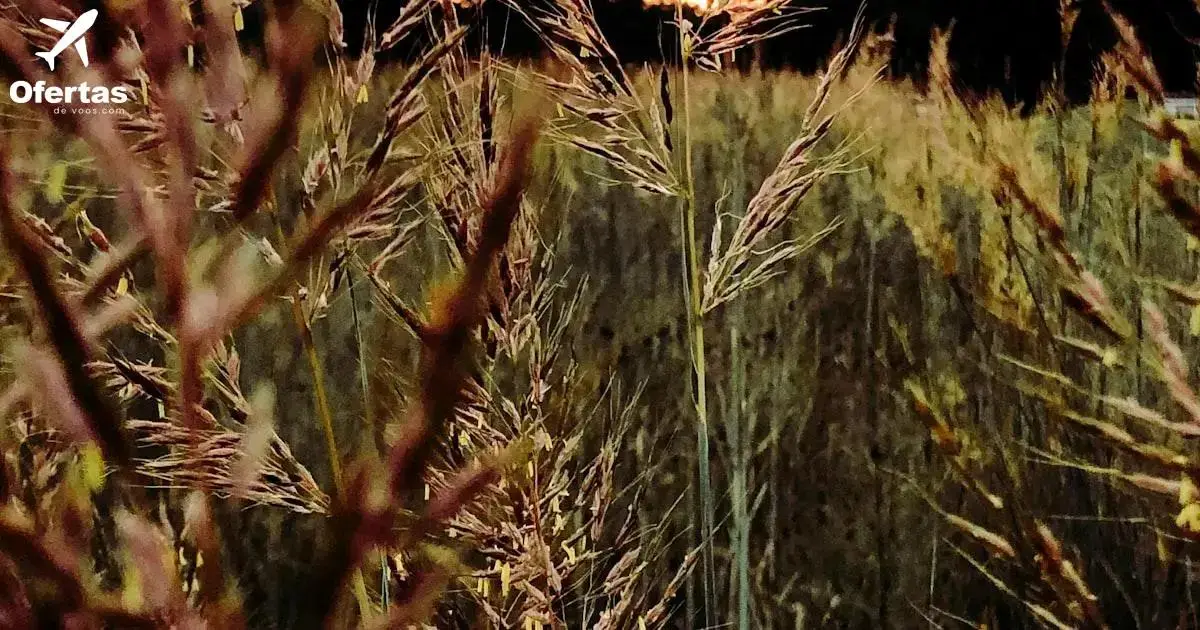 Explorando as Melhores Épocas para viajar para Moçambique pela TAP