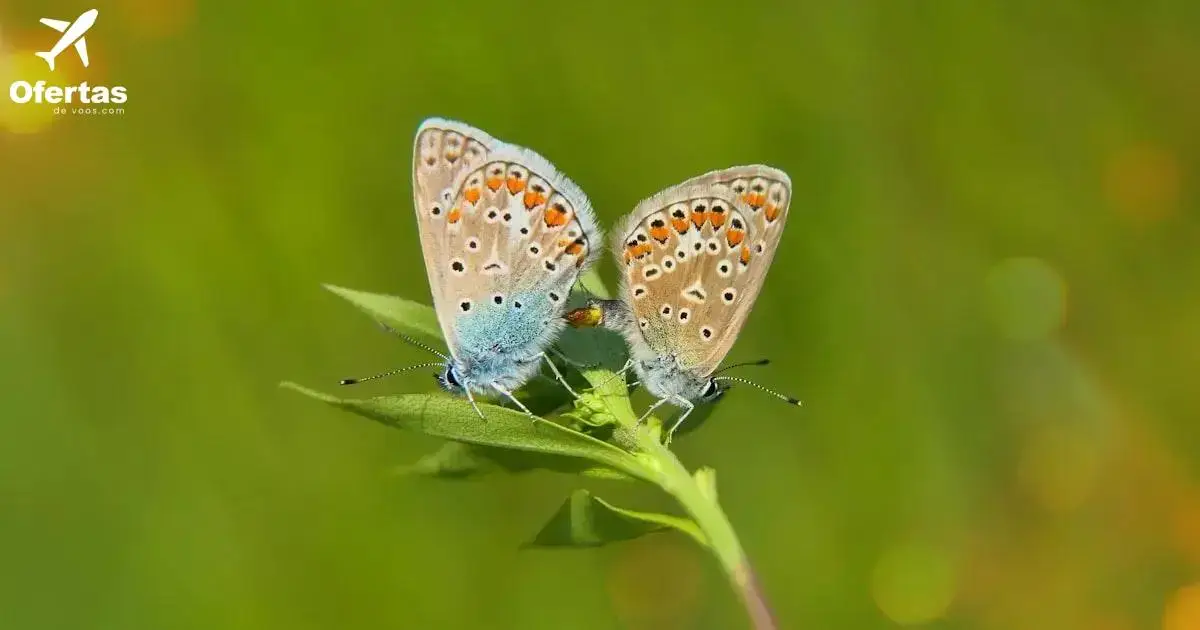 As vantagens de planejar com antecedência a sua viagem
