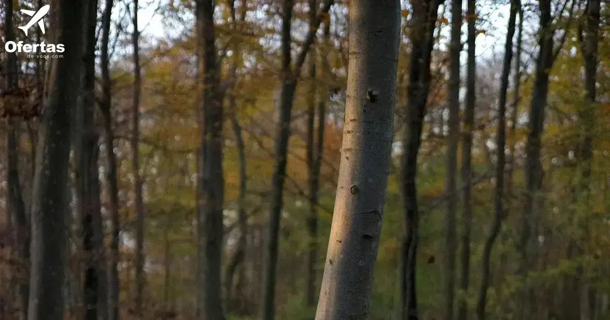 Dicas para economizar na compra de passagens aéreas no Skyscanner