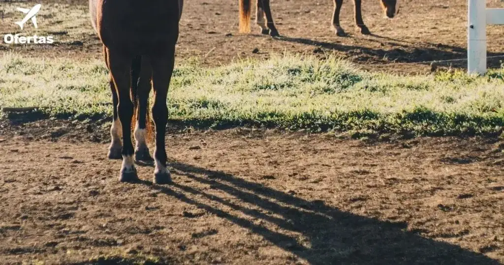Voos indisponíveis no momento: Confira alternativas!
