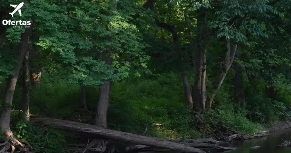 Voos para o Rio de Janeiro: Garanta sua viagem perfeita.